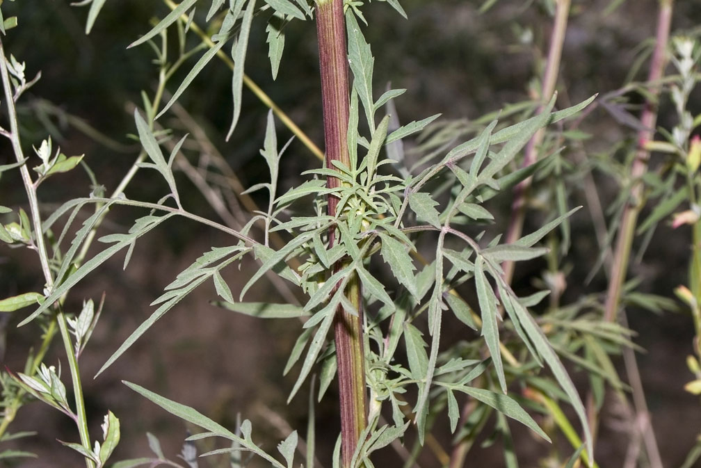 Bidens bipinnata / Forbicina bipennata